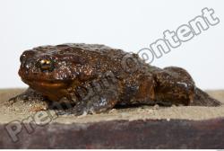 Toad - Bufo bufo